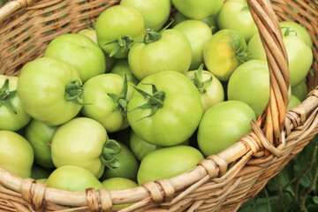 Green tomato harvest in basket close up. Harvesting organic freshly harvested green yellow tomatoes in garden