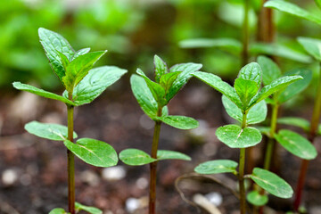 Mint plant