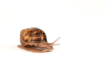snail on a white background