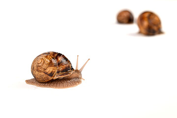 snail on white background