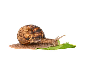 snail on a white background