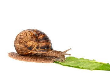 snail eating leaf isolated on white background