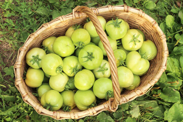 Green tomato harvest in basket close up on green grass in sunlight top view. Harvesting organic...