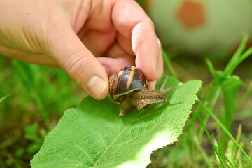 little snail in hand