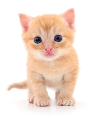 Kitten on white background.