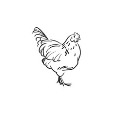 Hand drawn abstract vector graphic illustration collection with cute, stylized domestic animals rooster and hen character.Trendy modern farm design concept.Vector line farm animal symbol. animal icons