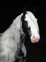 Piebald Horse Headshot