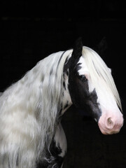 Piebald Horse Headshot