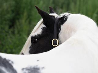 Piebald Horse Abstract Headshot