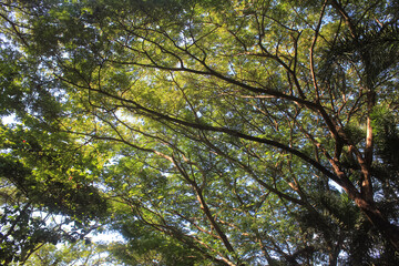 Natural Tree Canopy with Green Leaves