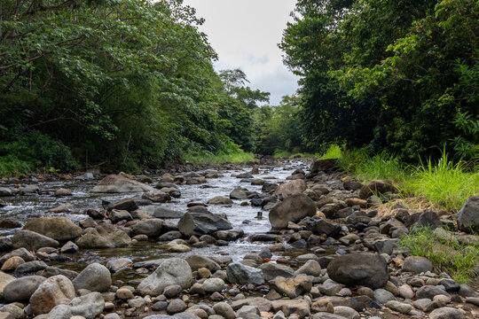 river in the forest