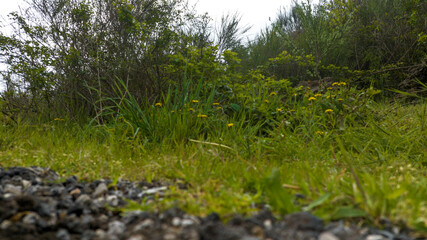 Worm view of a green bush.