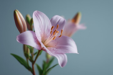 Fototapeta premium A delicate portrait of a lily in bloom with soft pastel tones, minimalistic composition and clean background.