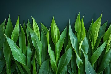 Obraz premium Lush green tropical leaves against a dark background for nature and botanical design