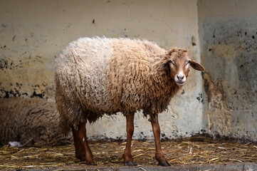 Gros mouton