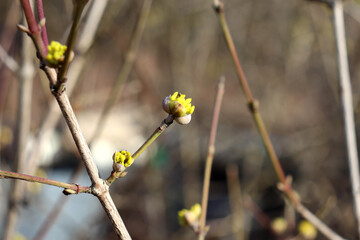 Branch on flowering dogwood bush with blossoming bud on sunny spring day - horizontal color photo