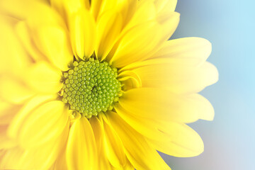 Macro flowers backdrop. A yellow chrysanthemum flower