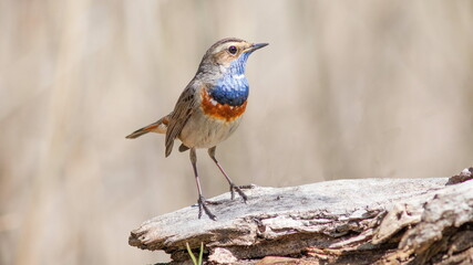 robin on a branch