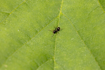 Top view of ant on green leaf. Macro shot of an ant seen from above, walking on a vibrant green leaf. The image captures the texture of the leaf and the insect's body in fine detail