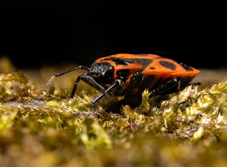A close-up macro photograph of a firebug (Pyrrhocoris apterus) walking on moss. The vibrant red and black patterns of the insect contrast sharply with the green and yellow textures of the moss