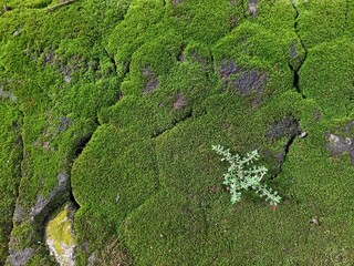 Obraz premium green moss on the stone ground