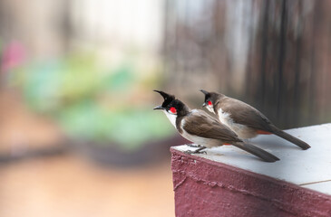 Red fronted bulbul bird sitting on a wall, Goa in South India, wildlife in urban environment, pycnonotus jocosus