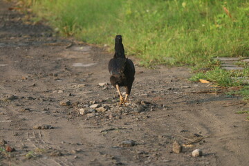 Chickens walking enjoying the morning air and sunshine accompanied by green grass and clean roads