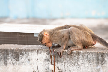 Barbary macaque ape, rhesus monkey drinking water from hose of air conditioner, wildlife and urban...
