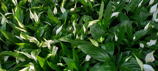 Lush cluster of blooming Spathiphyllum plants, also known as peace lilies, with dark green glossy leaves and elegant white flowers. The image captures a natural background of tropical foliage