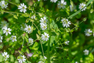 Cold resistant white flower of draba verna in springtime. Erophila verna is species of plant in brassicaceae family. Small annual herbaceous blooming of common whitlowgrass. Spring stepp salty places.