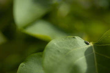 Tiny bug on green leaf. Macro photo of a small bug resting on a vibrant green leaf. The insect’s...