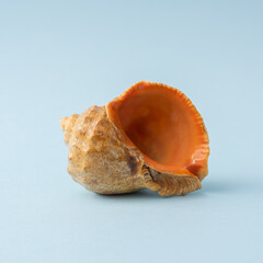 Isolated seashell with bright orange interior on soft blue background..Macro beach-themed shot ideal for spa, summer, or travel designs.