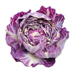 Obraz premium Beautiful purple cabbage showcasing its intricate layers and vibrant color in a fresh garden setting