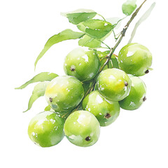 Obraz premium Luminous watercolor study showcasing a cluster of verdant apples against black backdrop