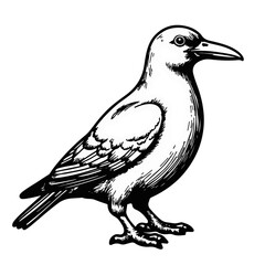 Fototapeta premium Vintage sketch of a bird illustration 
