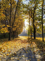 A path covered in fallen yellow leaves, lined by trees with golden foliage, under a bright sky