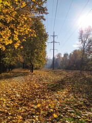 Autumn park path covered in fallen leaves, trees with yellow foliage, power lines in the background