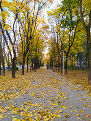 Long perspective of an alley in autumn, blanketed with fallen yellow leaves, lined by trees with golden foliage