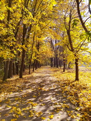 Sun-drenched autumn path in a park, covered with fallen yellow leaves, lined by trees with vibrant golden foliage casting long shadows