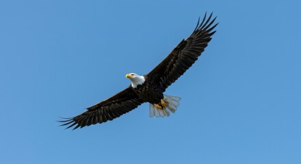 Obraz premium Bald eagle in flight against a clear sky (1)