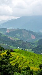 Naklejka premium Lush green rice terraces cascade down hillsides in rural Southeast Asia offering stunning views
