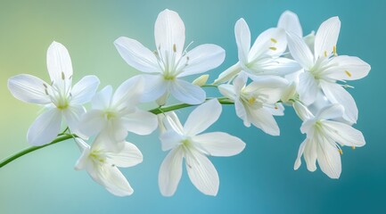 Fototapeta premium Delicate white blossoms on a graceful stem against a soft blue-green backdrop