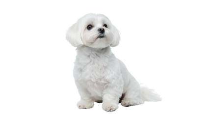 Cute White Puppy Sitting Isolated on a Transparent Background