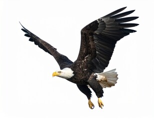 Majestic Bald Eagle Soaring, Wings Spread, Powerful Flight