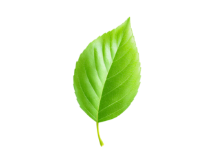 Fresh Green Leaf Transparent Background