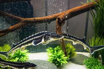 Sturgeons or sterlets swim in an aquarium as decoration for fish restaurant.