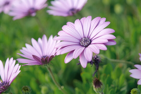 purple African daisy flowers with a dark purple pistil against a foliage background