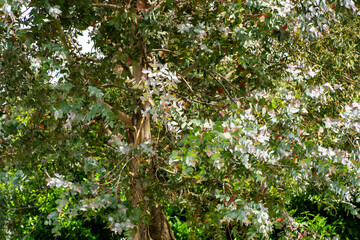 Close-up of Eucalyptus glauca (Eucalyptus caesia) branch with its characteristic elongated green leaves againa clear blue sky. Ornithological park is located in Adler (Sirius)
