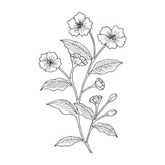 Illustration of flowers in hand drawn style on white background.