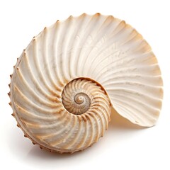 Realistic Seashell with Natural Curve Isolated white background